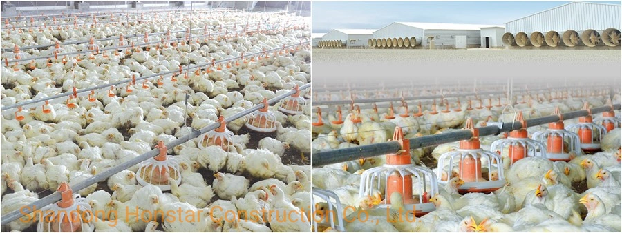 Light Steel Structure Metal Frame Prefabricated Chicken House/Chicken Coop/Hen House/Prefab Poultry Farm House Building with Farming Equipment